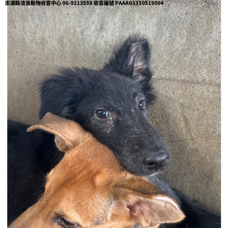 領養中型黑色母犬