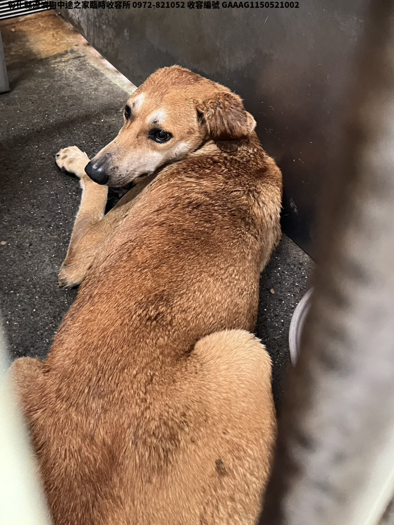 領養中型黃白色公犬