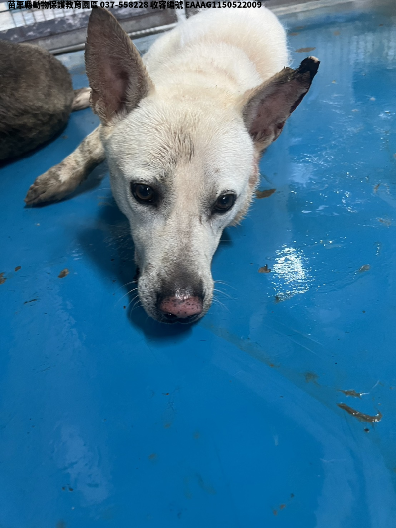 領養大型黃色公犬