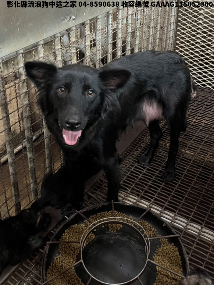領養中型黑色母犬