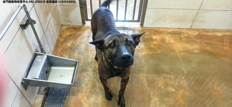 領養中型虎斑色公犬