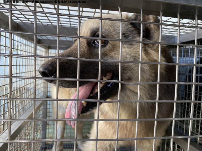 領養中型黑黃色公犬