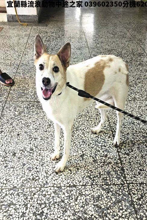 領養大型黃白色母犬