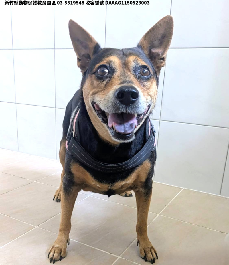 領養中型黑黃色母犬