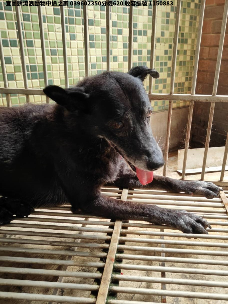 領養大型黑色母犬