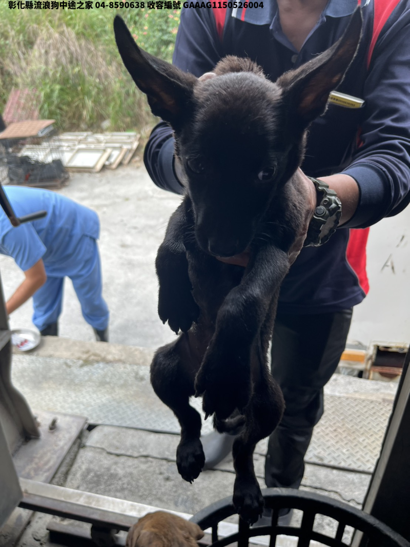 領養小型黑色母犬