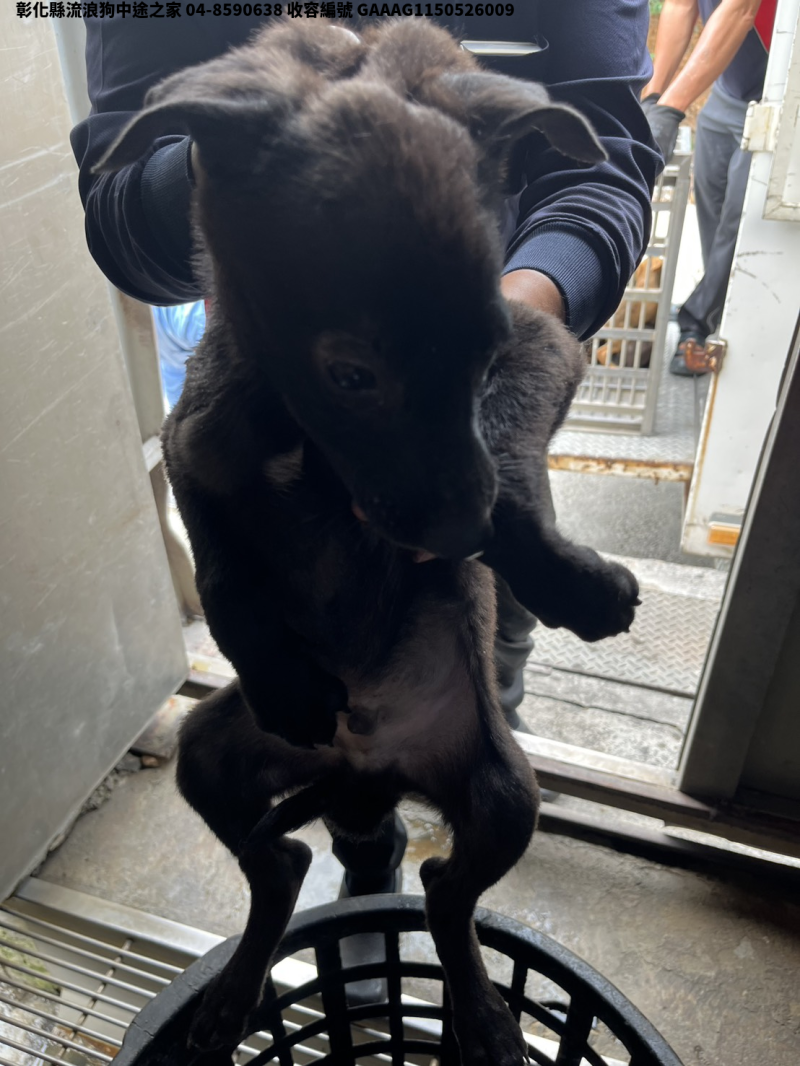 領養小型黑色公犬