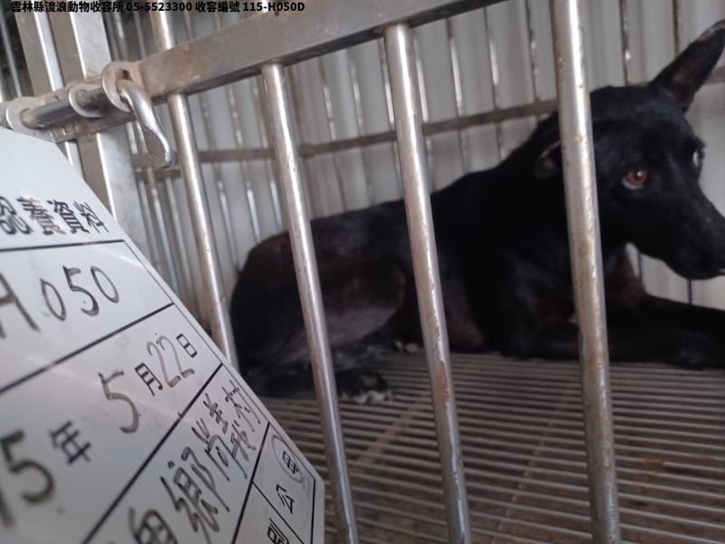 領養大型黑色母犬