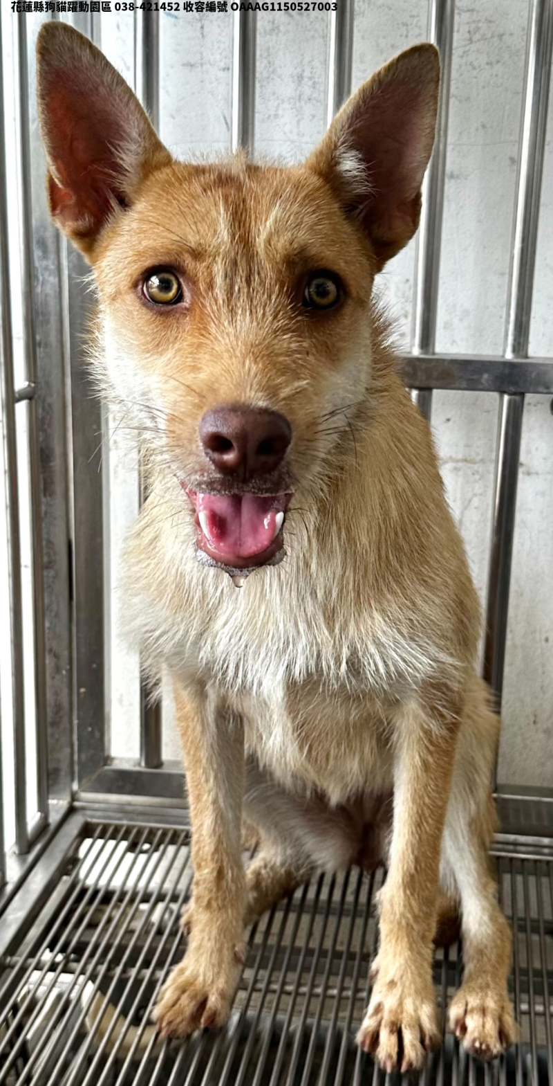 領養中型黃色母犬