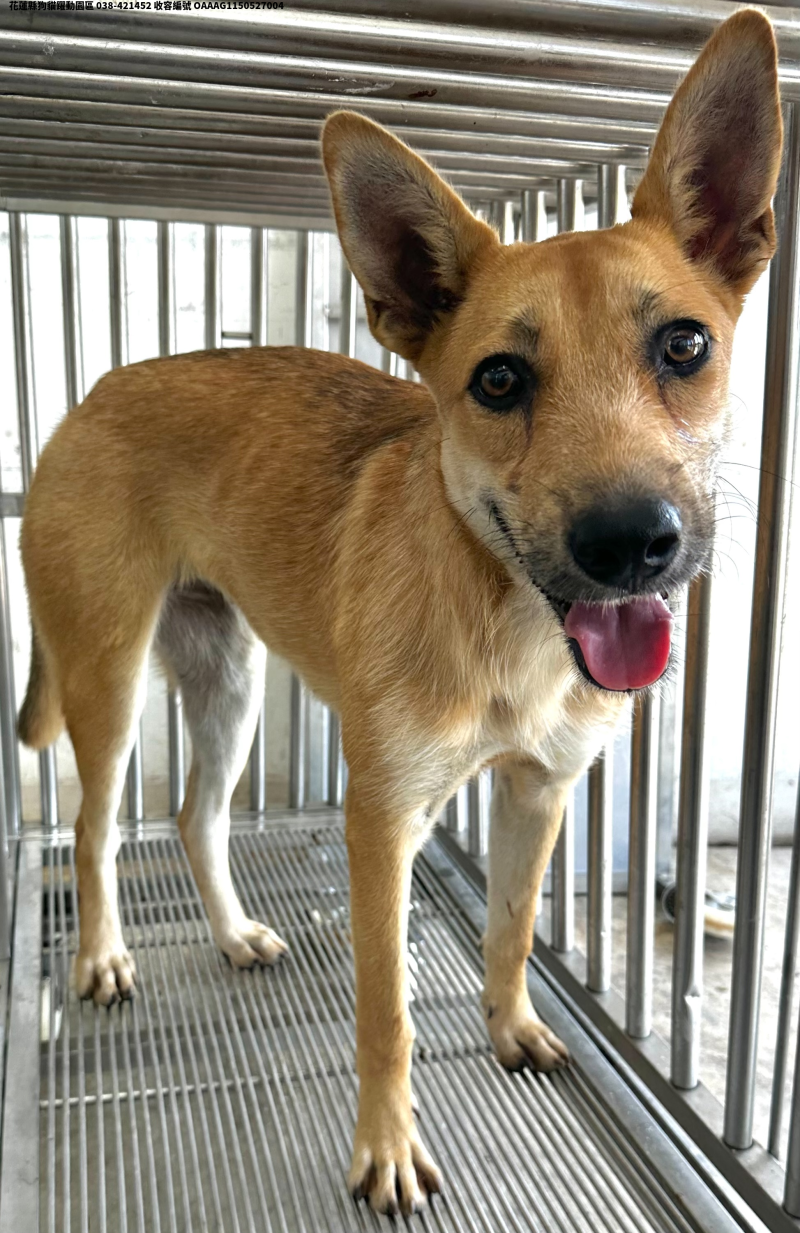 領養中型黃色母犬