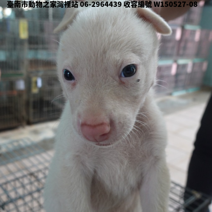 領養小型白色公犬