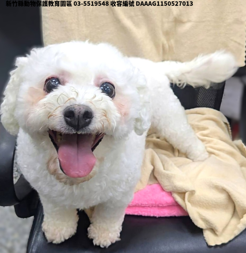 領養小型白色母犬