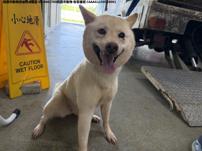 領養中型白色母犬