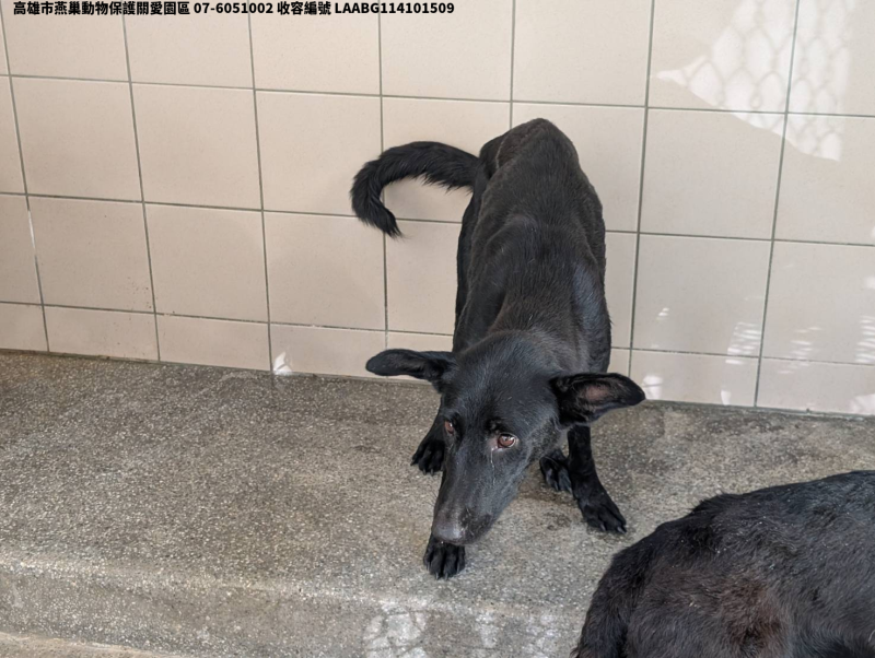 領養大型黑色母犬