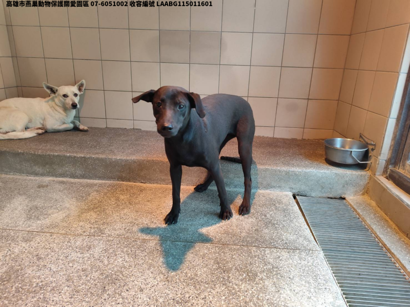 領養大型黑色母犬