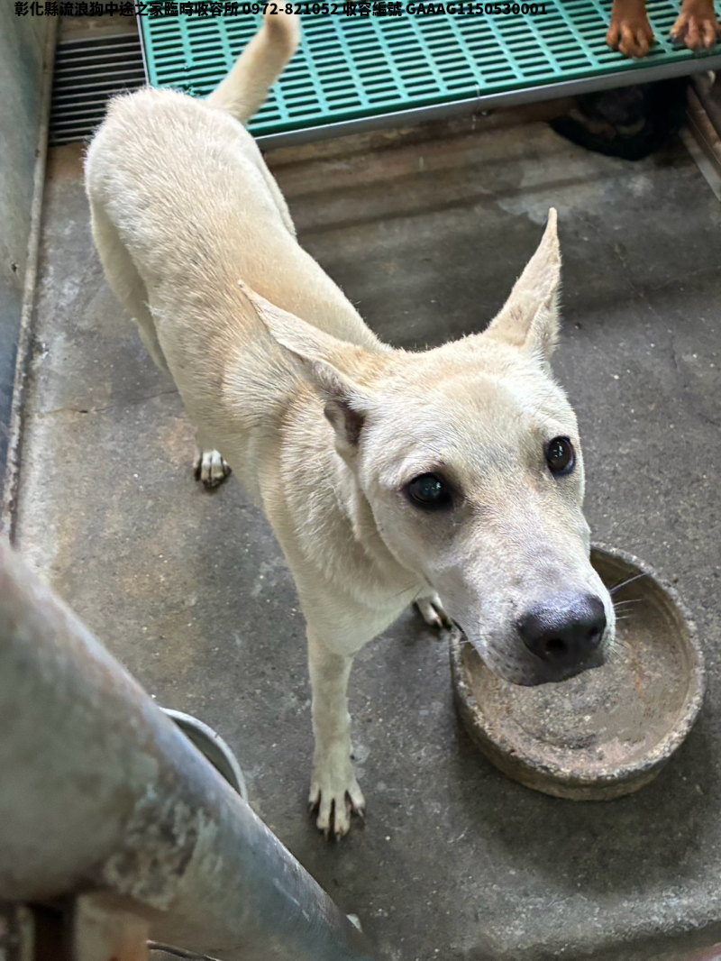 領養中型米色公犬