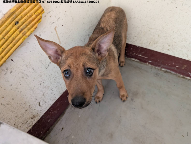 領養中型黃色母犬