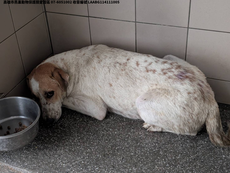 領養大型花色母犬