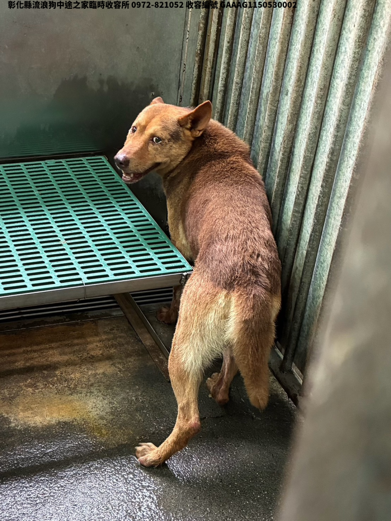 領養中型黃色公犬