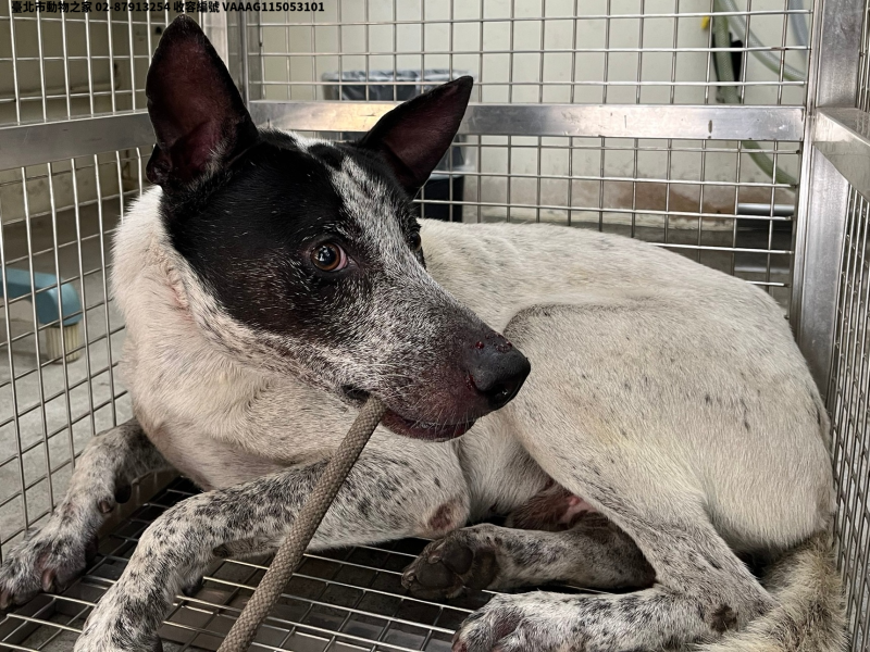 領養中型黑白色公犬