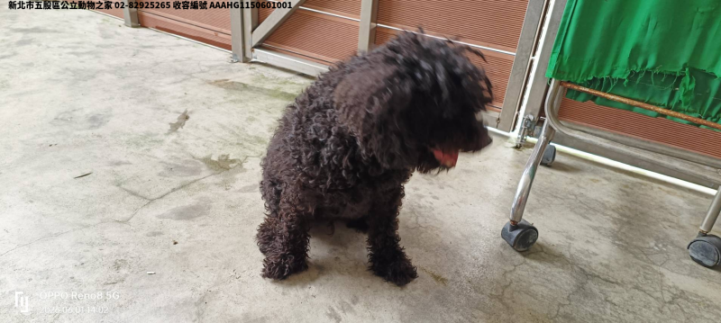 領養小型黑色公犬