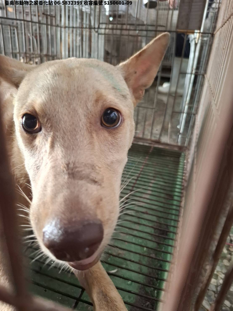 領養中型黃色母犬