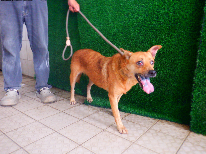領養中型黃色母犬