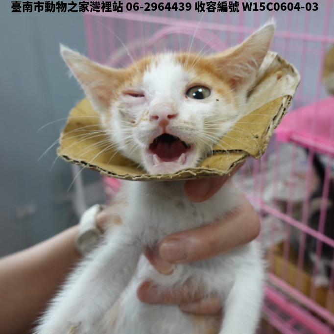 領養小型黃白色公貓