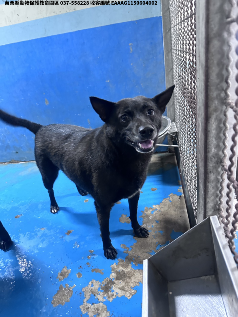 領養大型黑色公犬