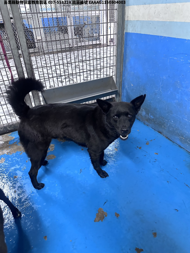 領養大型黑色公犬