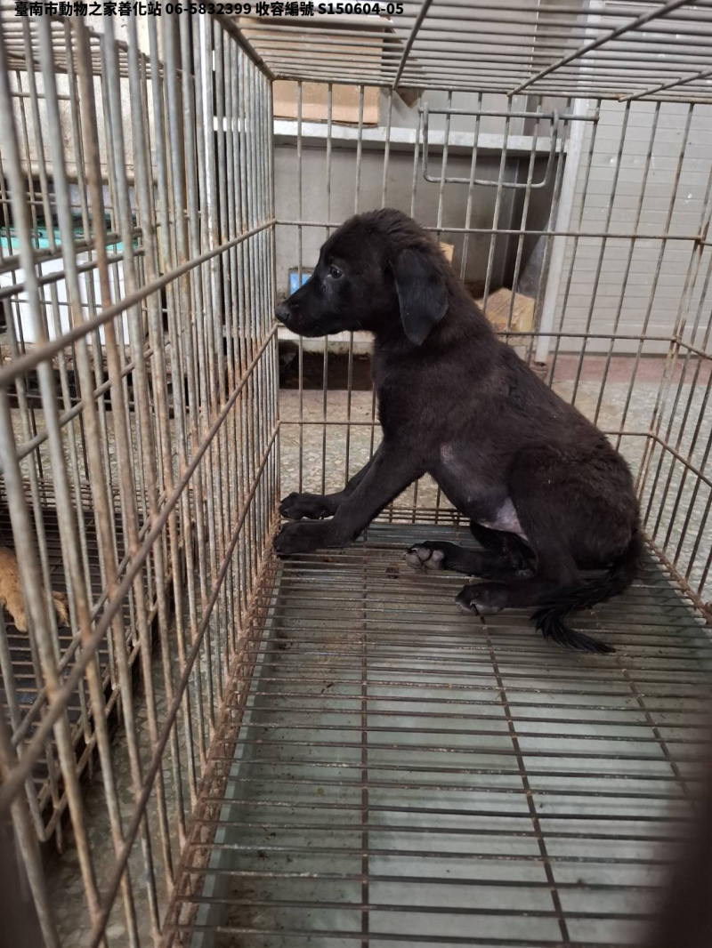 領養小型黑色母犬