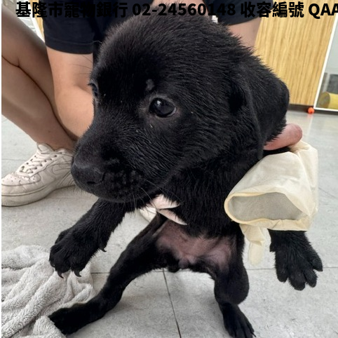 領養小型黑色母犬