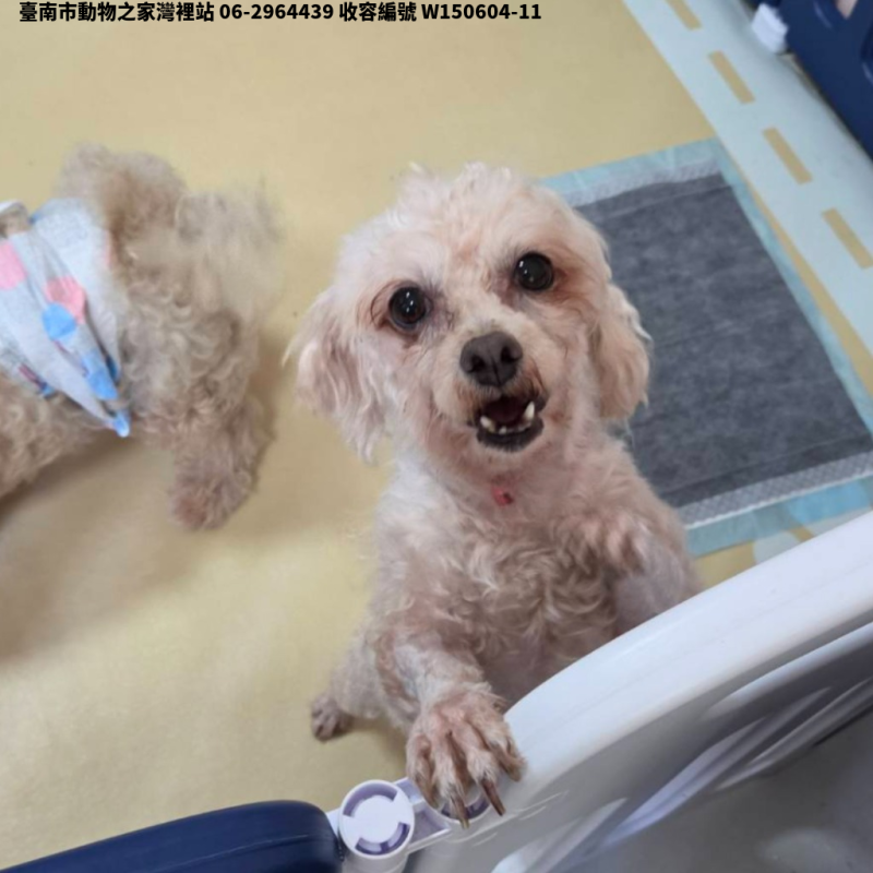 領養中型白色公犬