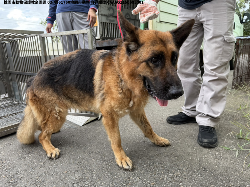 領養大型黑黃色母犬