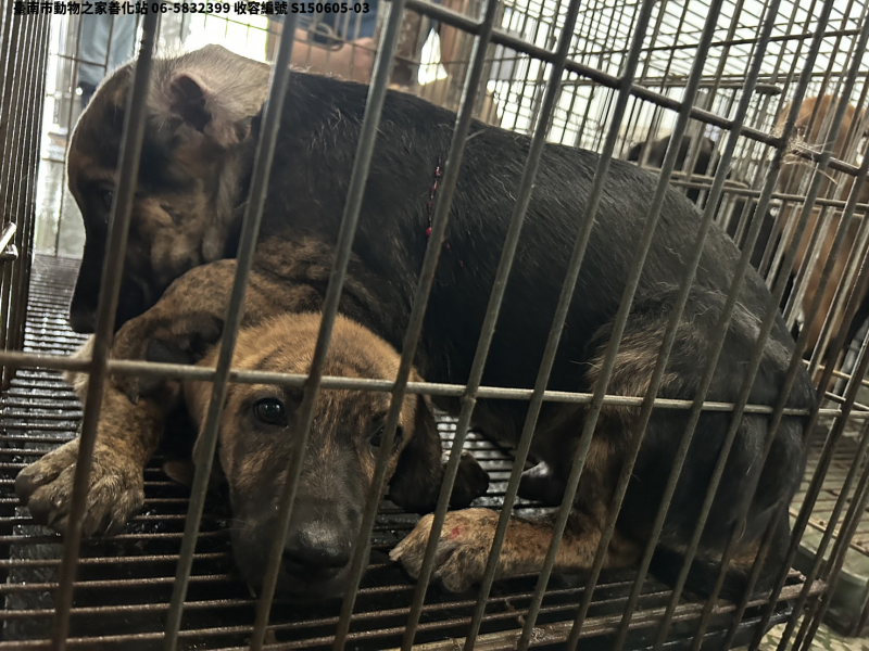 領養小型虎斑色公犬
