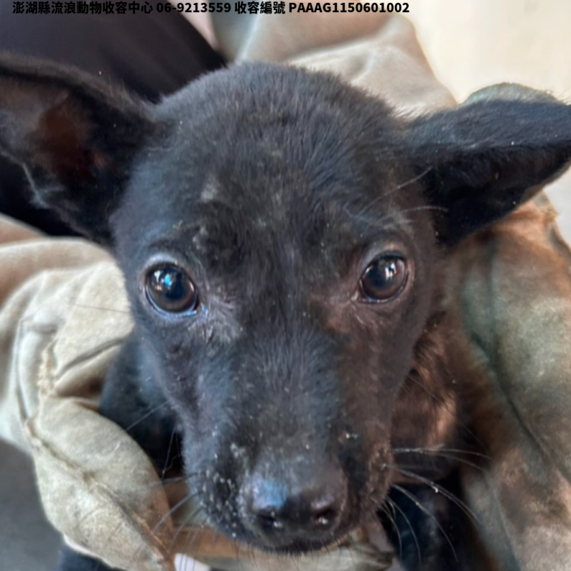 領養小型虎斑色公犬