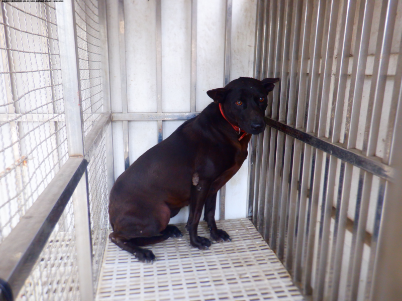 領養中型黑色母犬