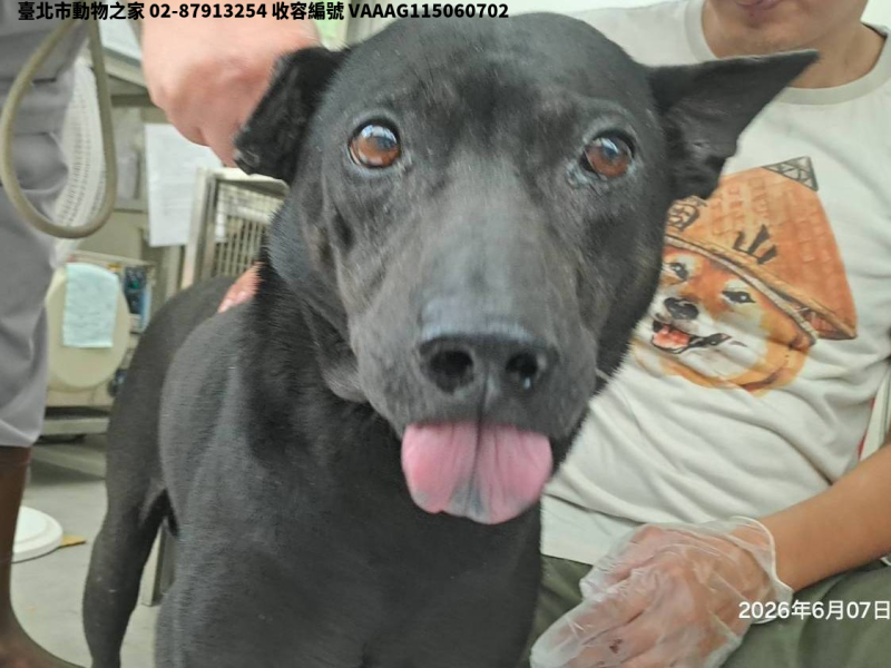 領養中型黑色公犬