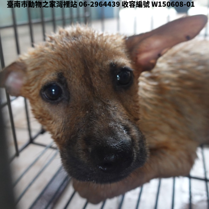 領養小型黃色母犬