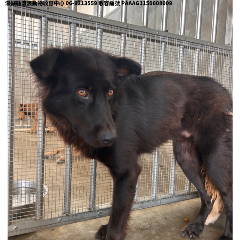領養大型黑色公犬