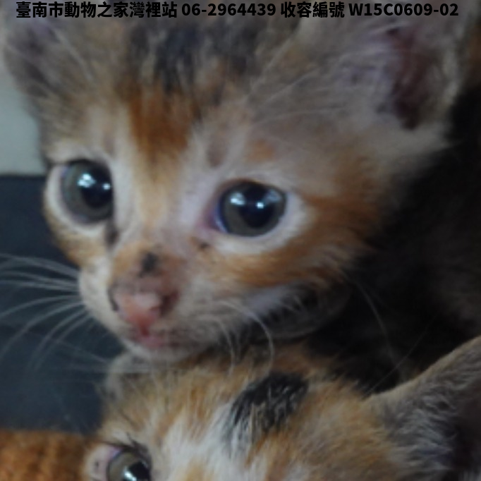 領養小型虎斑色母貓