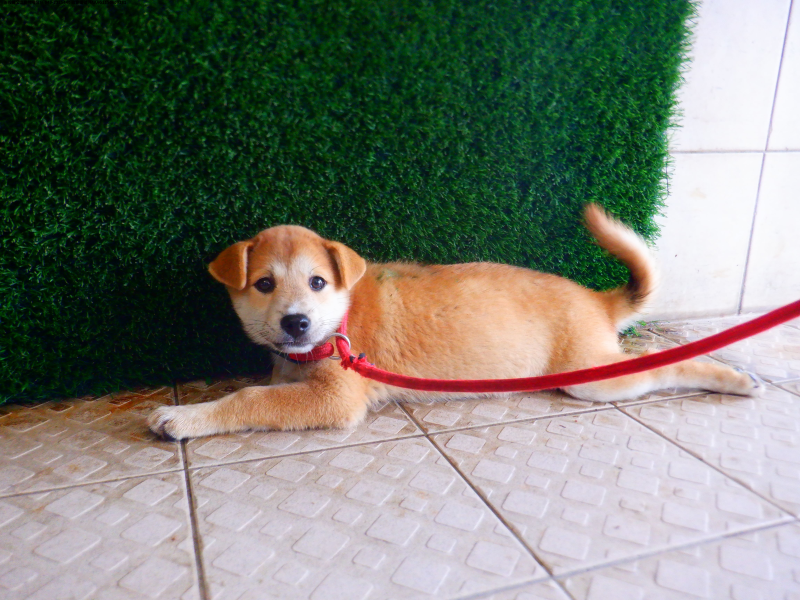 領養小型黃色母犬