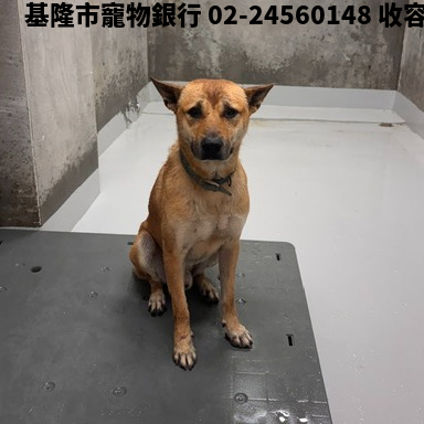 領養大型黃色公犬