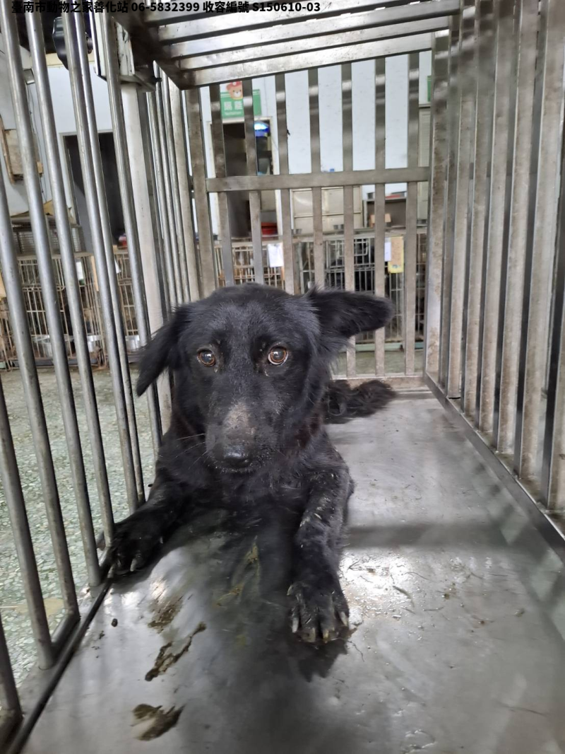 領養中型黑色母犬