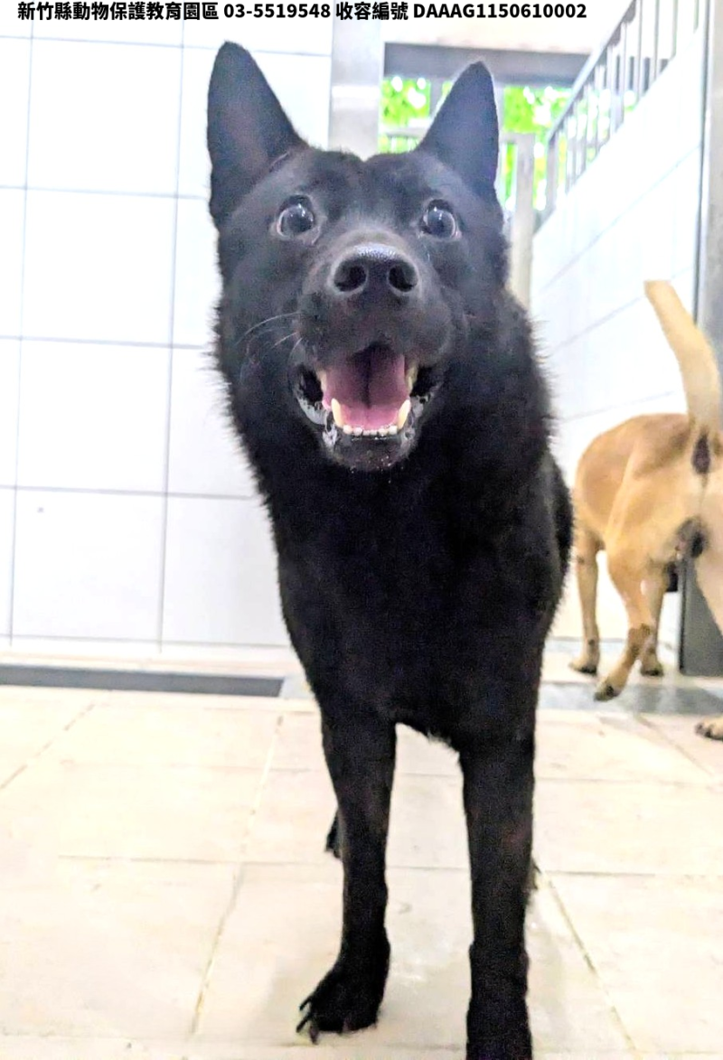 領養中型黑色公犬