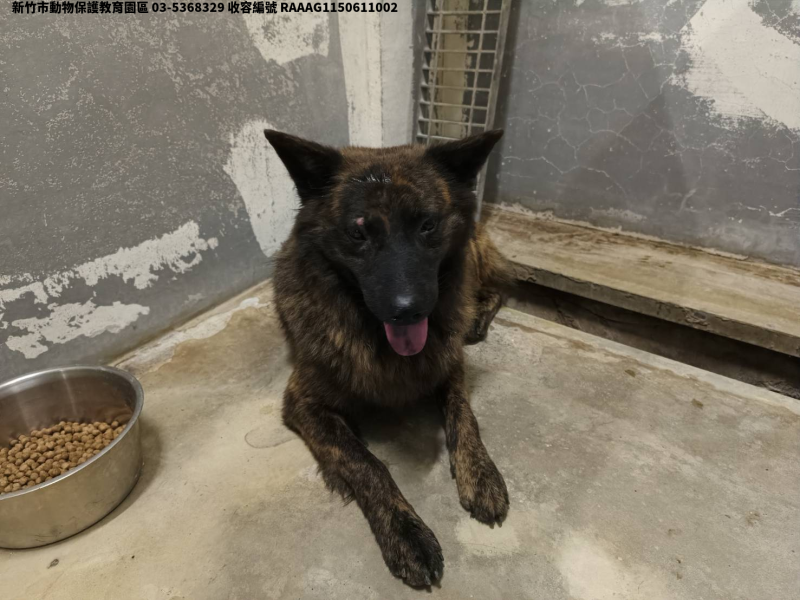 領養中型虎斑色公犬
