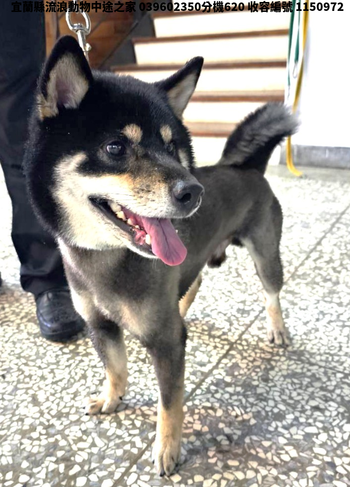 領養大型黑色公犬