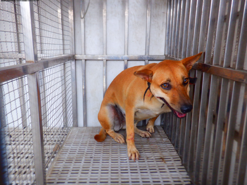 領養中型黃色母犬
