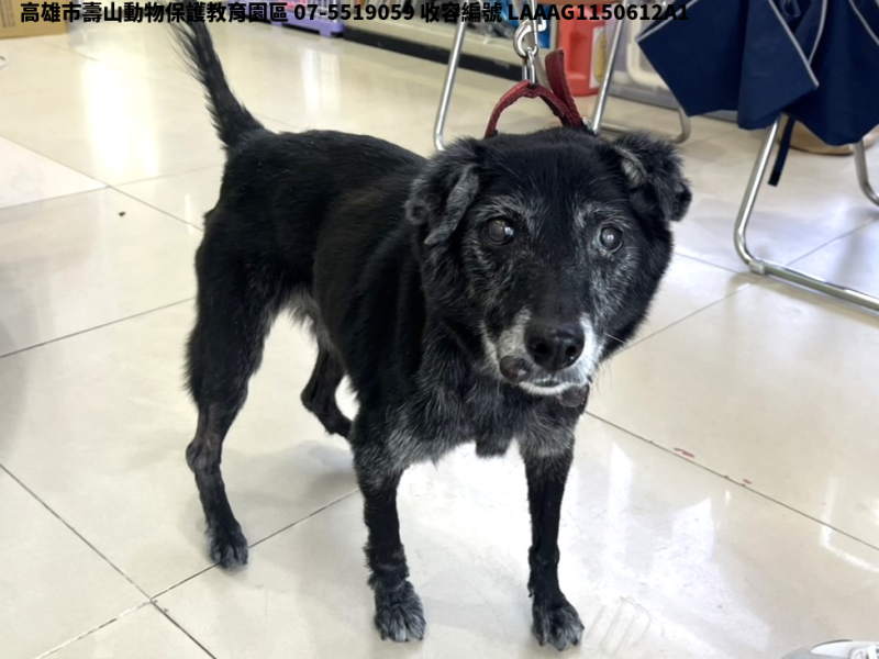 領養中型黑色母犬