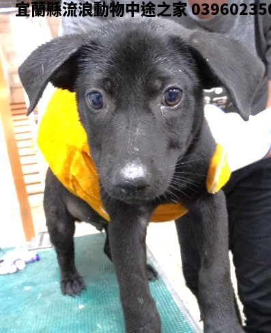 領養小型黑色公犬